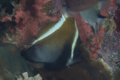 Heniochus varius