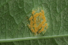 Melampsora rostrupii