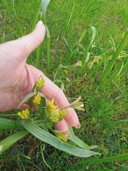 Gagea lutea