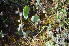 Bupleurum rigidum