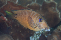 Ctenochaetus binotatus