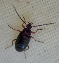 Gonodera luperus