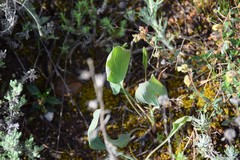 Bupleurum rigidum