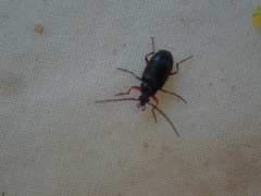 Gonodera luperus