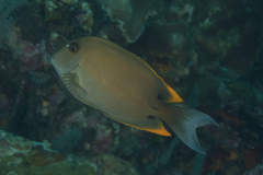 Ctenochaetus tominiensis