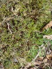 Selaginella rupestris