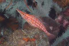 Oxycirrhites typus