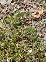 Selaginella rupestris