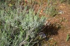 Lavandula latifolia