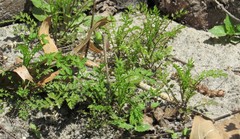 Cardamine impatiens