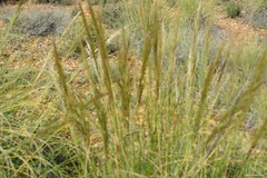 Macrochloa tenacissima