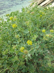 Medicago cretacea