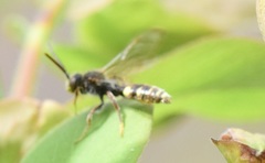 Nomada gracilis