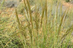 Macrochloa tenacissima
