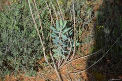 Euphorbia nicaeensis