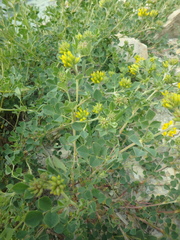 Medicago cretacea
