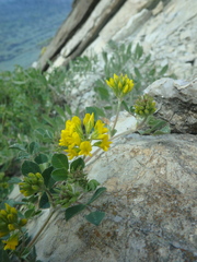 Medicago cretacea