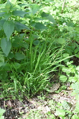 Melica picta