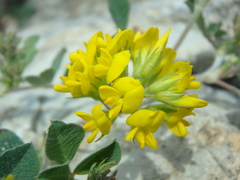 Medicago cretacea