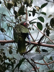 Amazona leucocephala