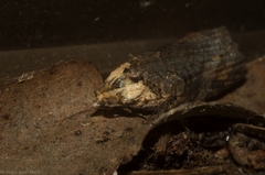 Cryptoptila crypsilopha