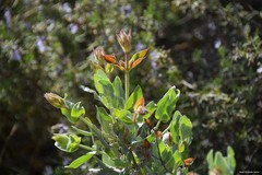 Cistus atriplicifolius