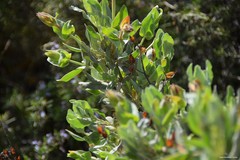 Cistus atriplicifolius