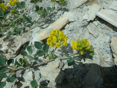 Medicago cretacea