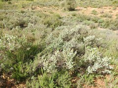 Cistus atriplicifolius