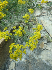 Odontarrhena obtusifolia