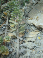 Odontarrhena obtusifolia