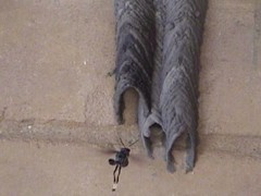 Trypoxylon albitarse