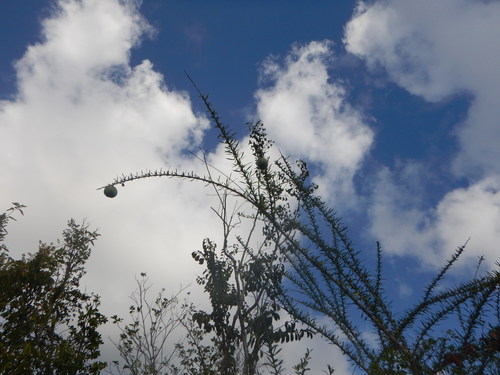 Image of Crescentia linearifolia by (c) stinger, some rights reserved (CC BY)