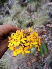 Epidendrum melinanthum