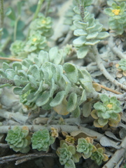 Odontarrhena obtusifolia