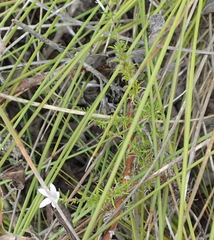 Wahlenbergia stellarioides