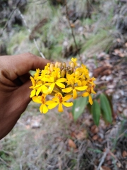 Epidendrum melinanthum