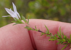 Wahlenbergia stellarioides