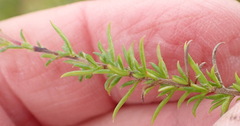 Wahlenbergia stellarioides
