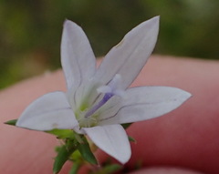 Wahlenbergia stellarioides