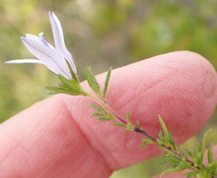 Wahlenbergia stellarioides