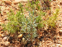 Helianthemum syriacum
