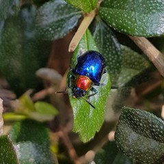 Parheminodes pulcher