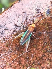 Phylloscyrtus