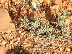 Helianthemum syriacum