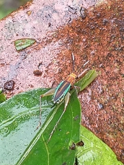 Phylloscyrtus