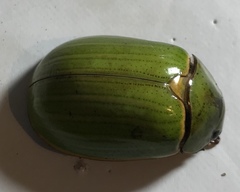 Pelidnota prasina
