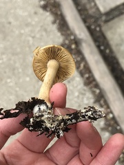 Agrocybe sororia