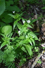 Cerastium holosteum
