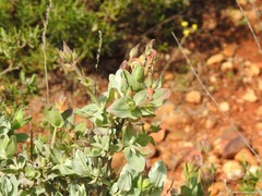Cistus atriplicifolius